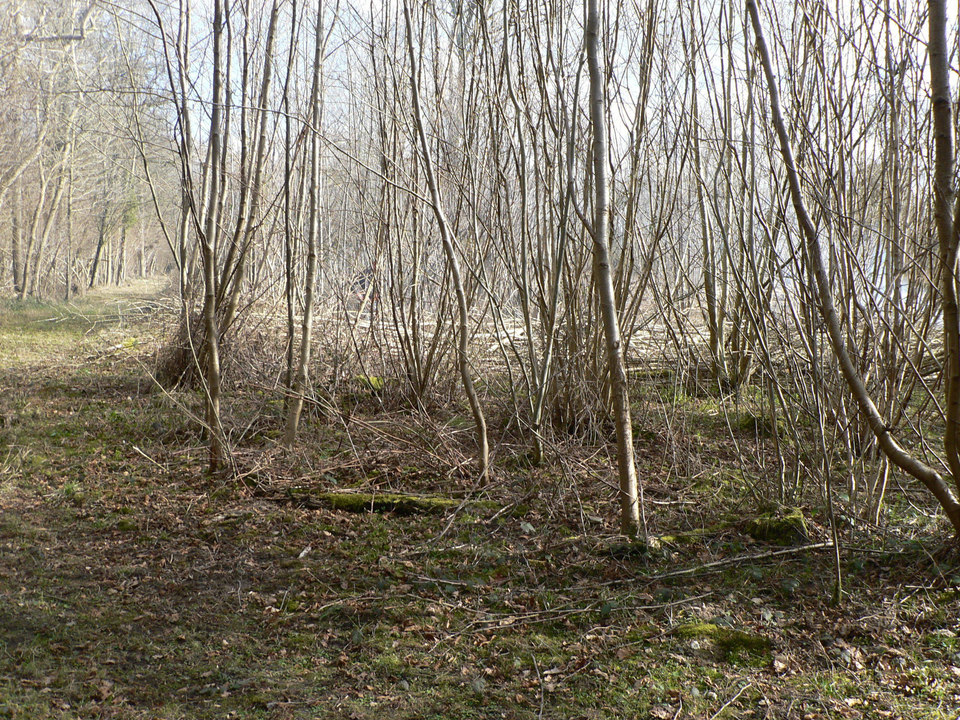 select left of pic for previous, right for next, top for index