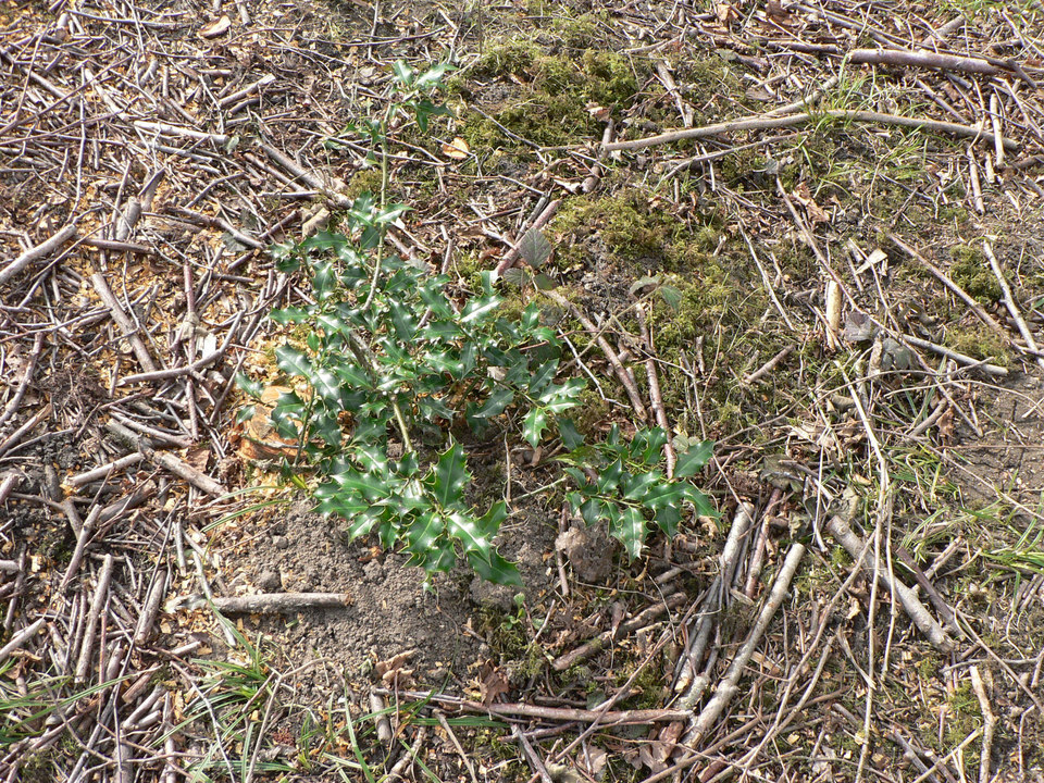 select left of pic for previous, right for next, top for index