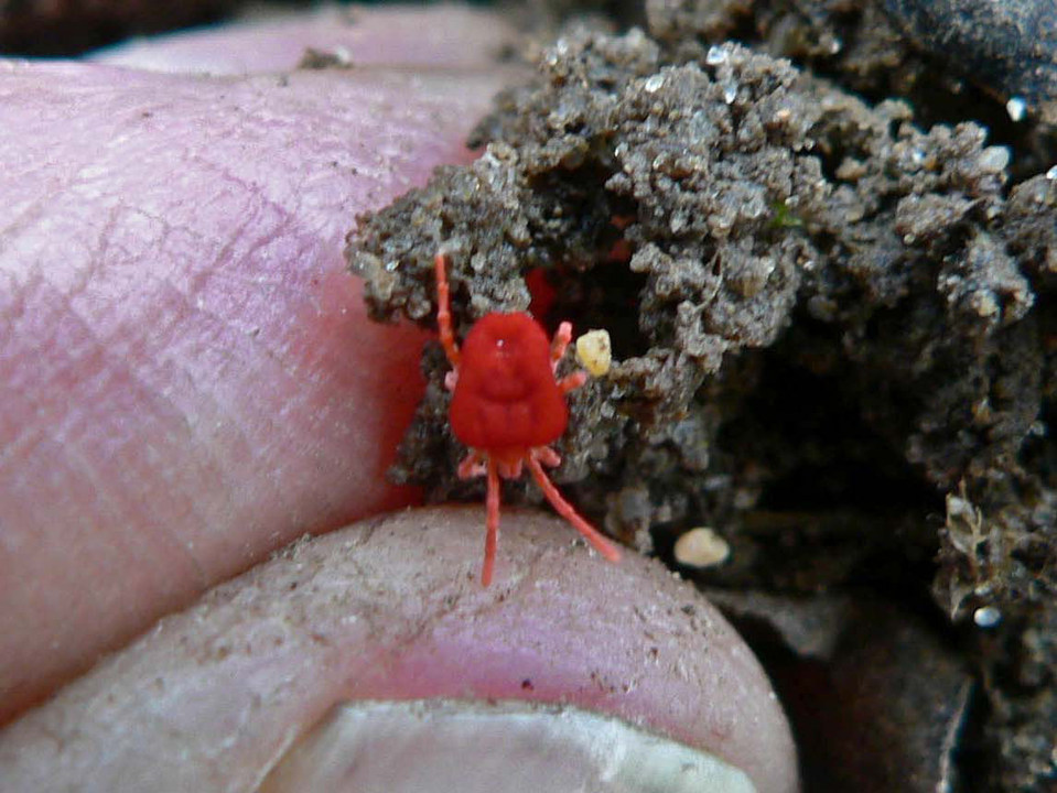 select left of pic for previous, right for next, top for index