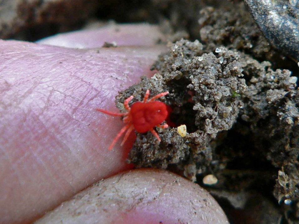 select left of pic for previous, right for next, top for index