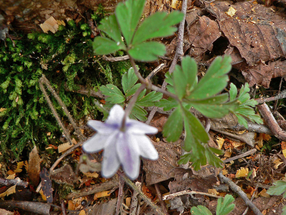 select left of pic for previous, right for next, top for index