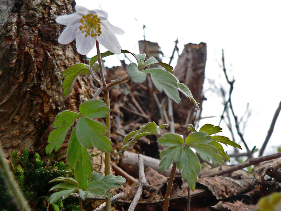 select left of pic for previous, right for next, top for index