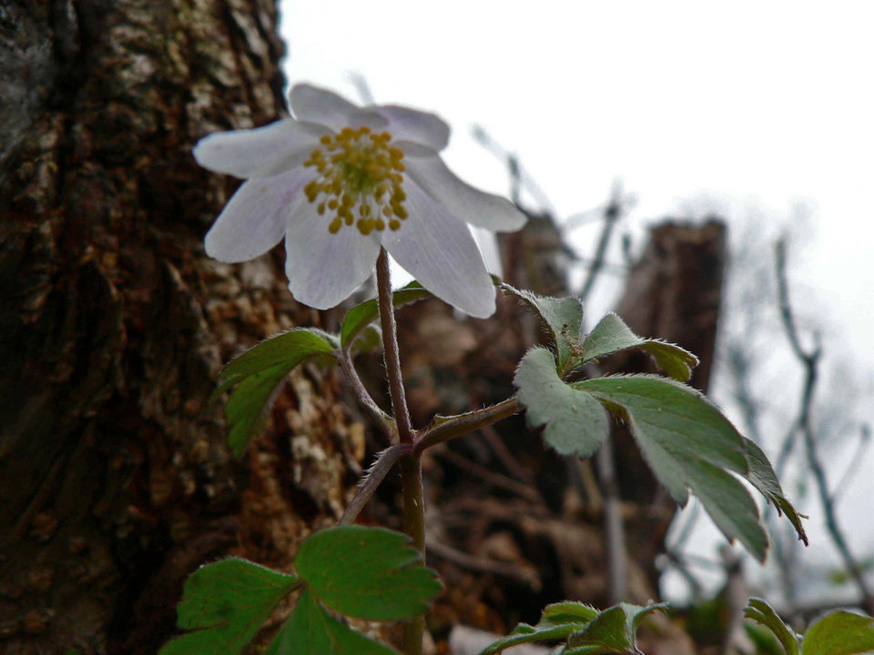 select left of pic for previous, right for next, top for index