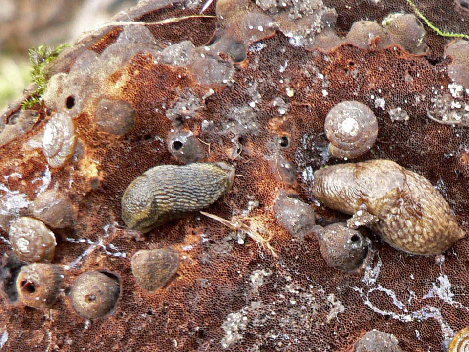 select left of pic for previous, right for next, top for index