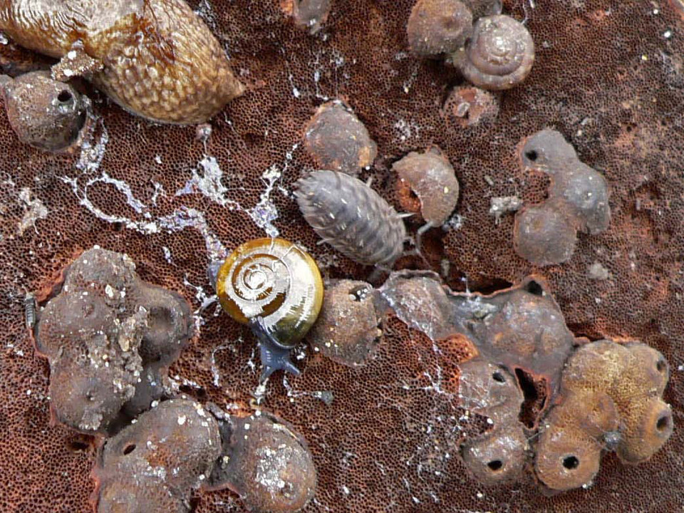 select left of pic for previous, right for next, top for index