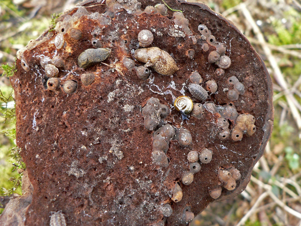 select left of pic for previous, right for next, top for index