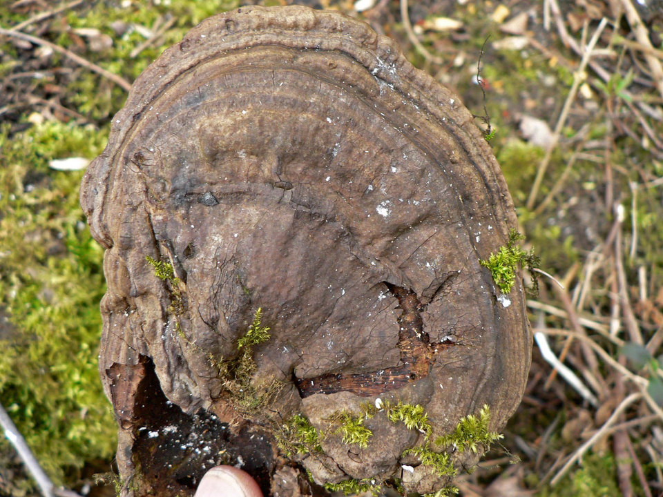 select left of pic for previous, right for next, top for index