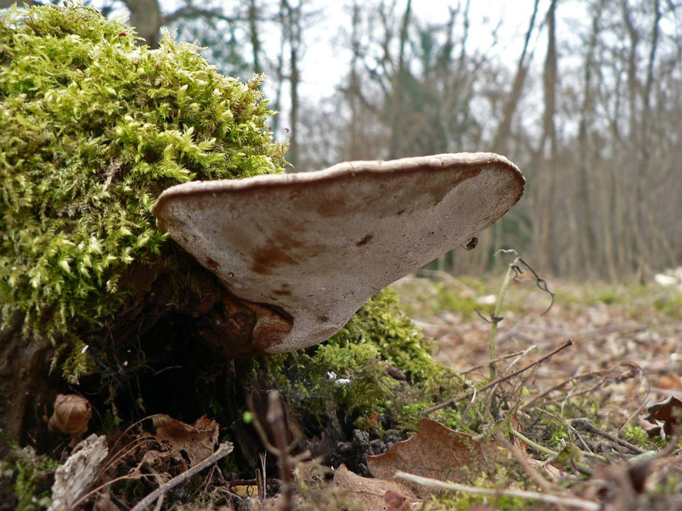 select left of pic for previous, right for next, top for index