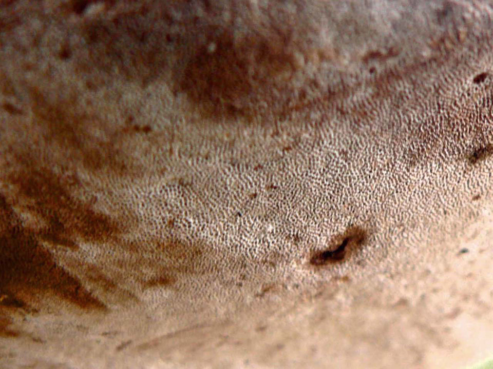 select left of pic for previous, right for next, top for index