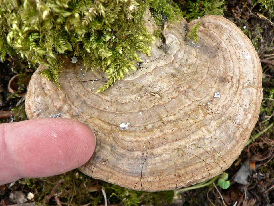 select left of pic for previous, right for next, top for index