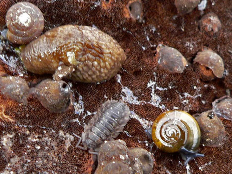 select left of pic for previous, right for next, top for index