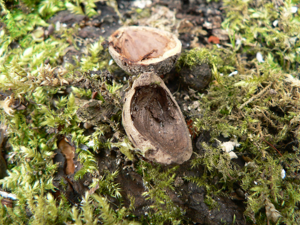 select left of pic for previous, right for next, top for index