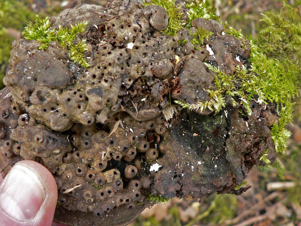 select left of pic for previous, right for next, top for index