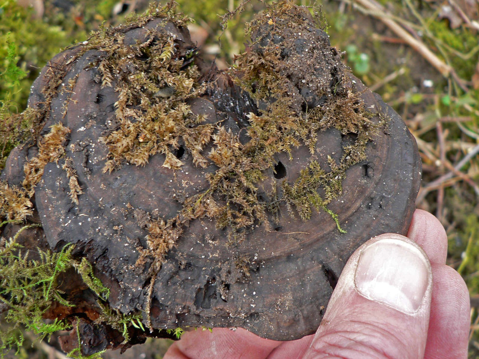 select left of pic for previous, right for next, top for index