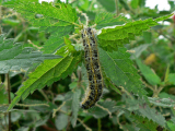 P1180180