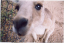 15_35_kangaroo_closeup