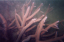 20_30_cairns_coral